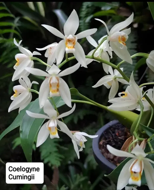 Coelogyne cumingii (Coelogyne)