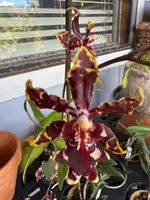 Odontocidium Wildcat ‘Bobcat’ — Not Currently In Bloom or Spike