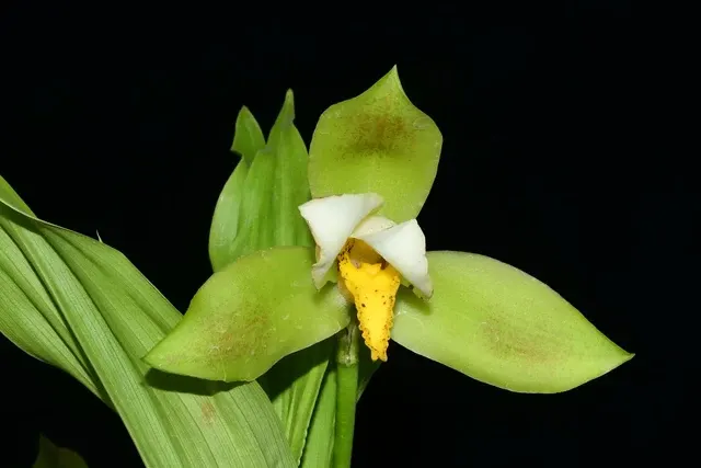 Lycaste deppei var viridis