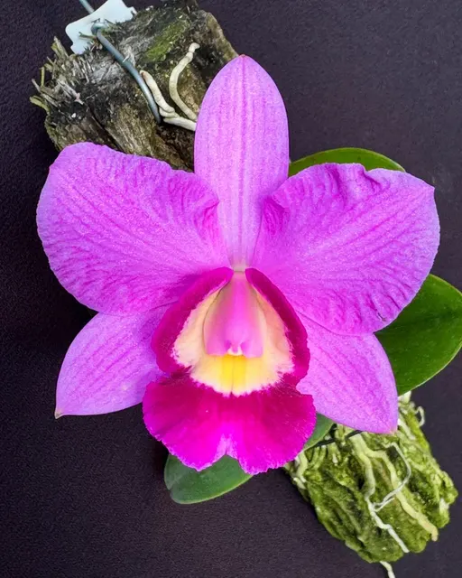 Cattleya Kruger Girl