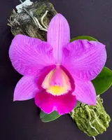 Cattleya Kruger Girl