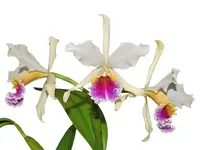 Cattleya rex