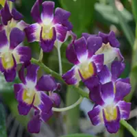 Dendrobium Orchid Plant Burana Sunshine - Mature With Buds/Flower