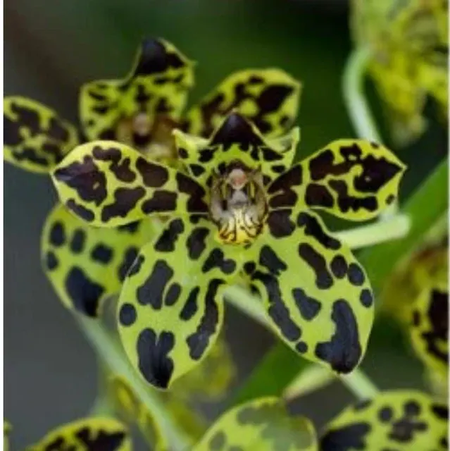 Grammatophyllum Pakkret Leo Asgard (Grammatophyllum)