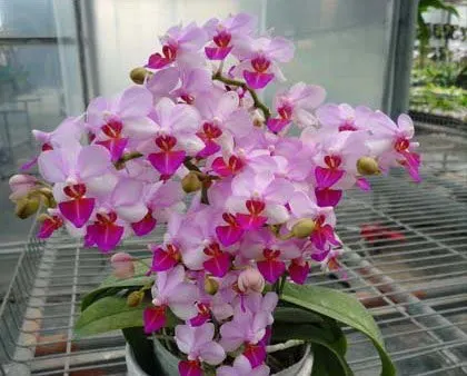 Phalaenopsis Liu Orch House" 'S Berry'