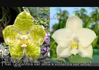 Phal. Mok Choi Yew (gigantea var alba x violacea var alba)