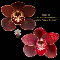 Cymbidium Seedling JG22006 (Khan Wall 'Bronze Gold' x Apache Pepper 'Cochise')
