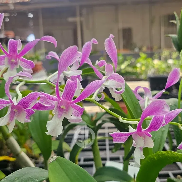 Dendrobium Blue Orchid King Cobra (Dendrobium)