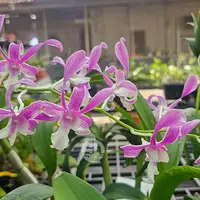Dendrobium Blue Orchid King Cobra - Warawan T164- Seedling