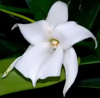 Angraecum Magdalenae species orchid — Not Currently In Bloom or Spike