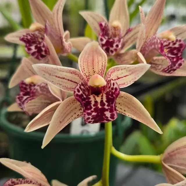 Cymbidium Devon Parish