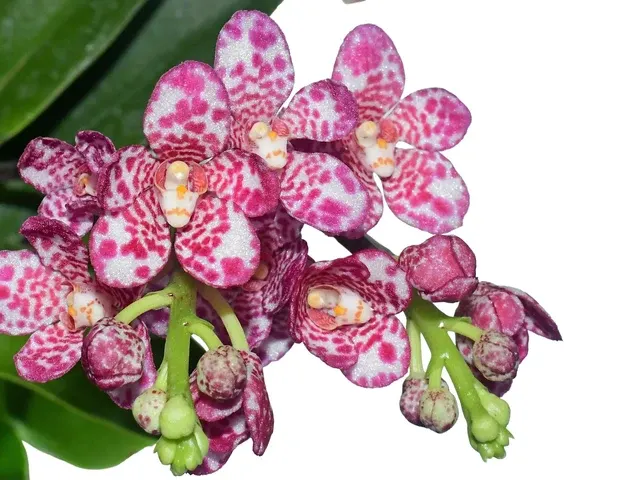 Sarcochilus Kulnura 'Sweetie Purple Spott' (Sarcochilus)