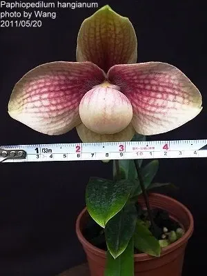 Paphiopedilum hangianum 'Red' (Paphiopedilum)