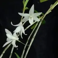 Dendrobium leptocladum 1.7"