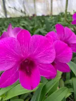Dendrobium XL 2 Orchid Comes in 4" Pot