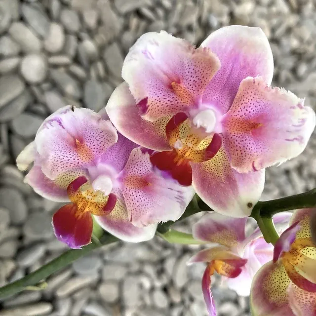 Phalaenopsis Jc Red Peacock Peloric *parfumat
