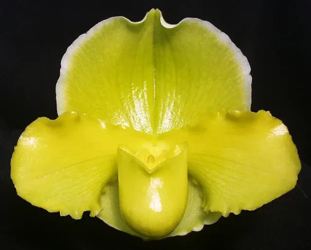 Paphiopedilum Magic Sun (Paphiopedilum)