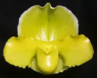 Paphiopedilum Magic Sun