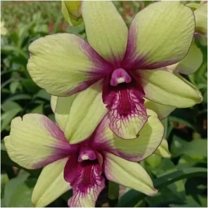 Dendrobium Burana Green Star (Dendrobium)