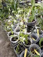 Oeoniella Polystachys rare species orchid — Not Currently In Bloom or Spike