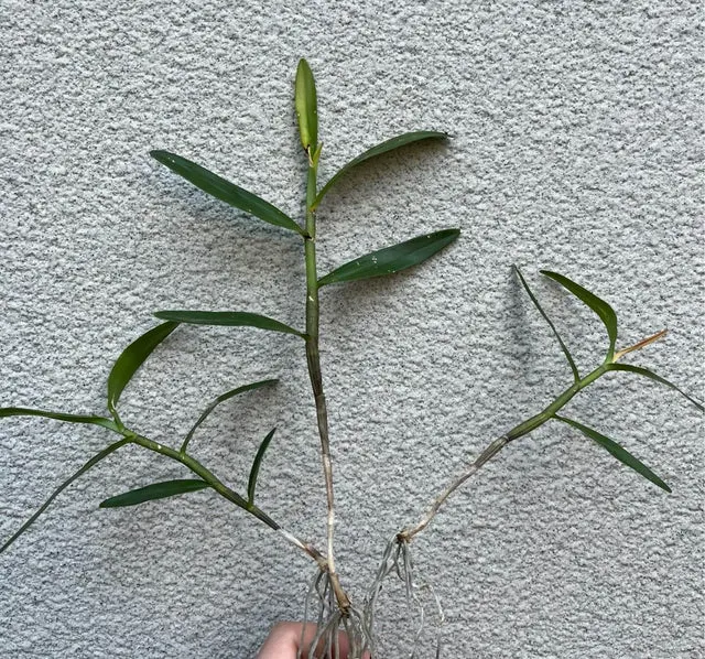 Dendrobium tiongii (Dendrobium)