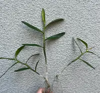Dendrobium tiongii