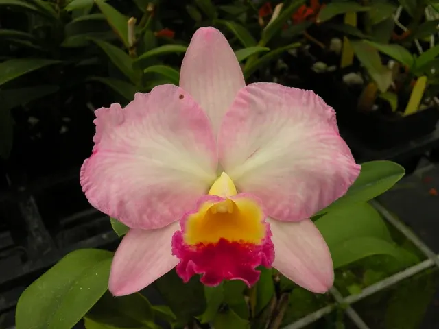 Sophrolaeliocattleya Mini Collins 'Pink Sherbet'