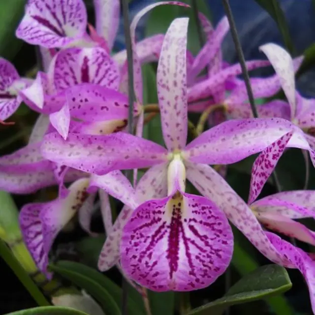 Brassocattleya Maikai (Brassocattleya)