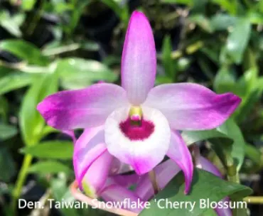 Dendrobium Taiwan Snowflake 'Cherry Blossum' (Dendrobium)