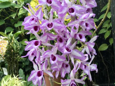 Dendrobium anosmum 'A touch of class' (Dendrobium)