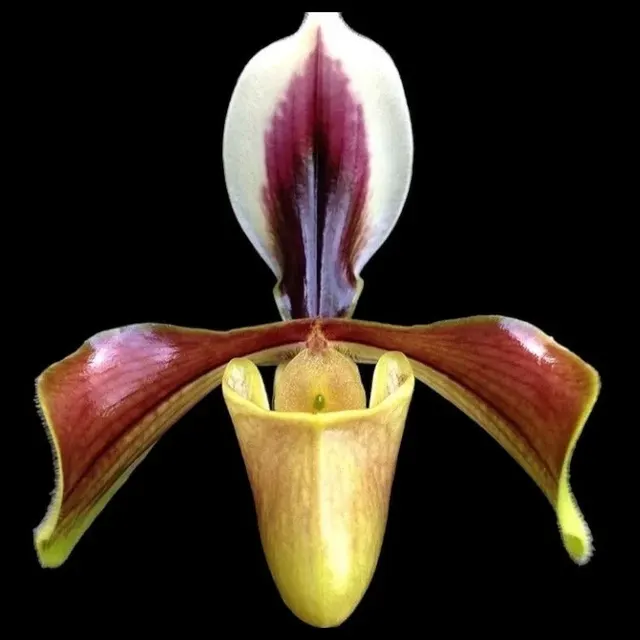 Paphiopedilum villosum var. annamense 'Chuck’s Warrior'