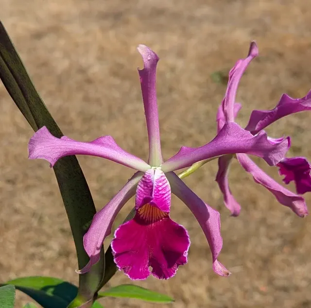 Cattleya Antigone (Cattleya)