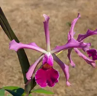 Cattleya Antigone (C schilleriana x C purpurata)