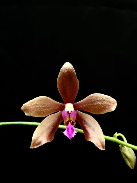 Phalaenopsis honghenensis x (Phalaenopsis)