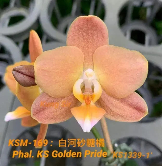 Phalaenopsis KS Golden Pride KSM-169