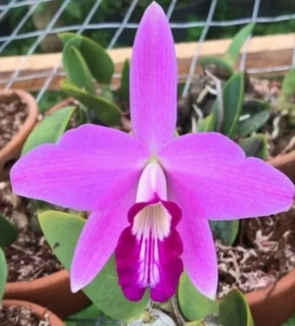 Laelia sincorana (Laelia)