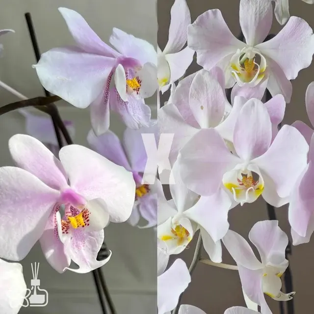 Phalaenopsis schilleriana "MSH" x sanderiana 'Silver Leaf'