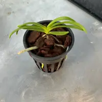 Vanda mariae