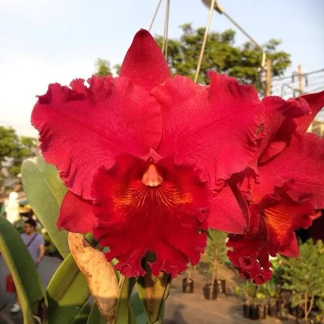 Rhyncholaeliocattleya Nadia Song