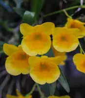 Dendrobium capillipes