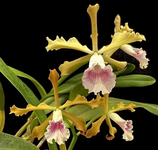 Laelia grandis