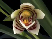 Koellensteinia graminea