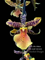 Aliceara Hilo Ablaze ‘Hilo Gold’ AM/AOS