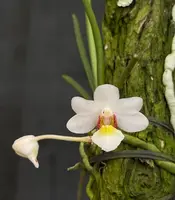 Holcoglossum rupestre