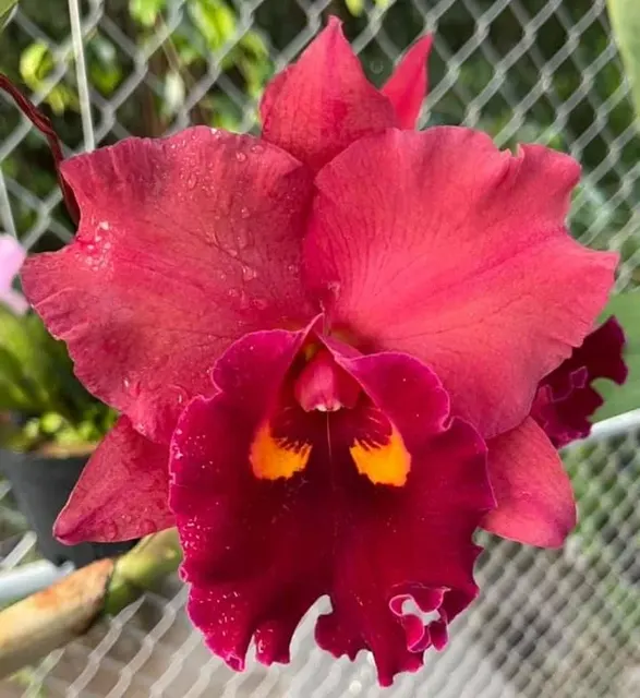 Rhyncholaeliocattleya Chief Emperor 'Red tomatoes'