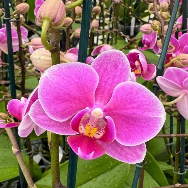 Phalaenopsis Friday Flirt
