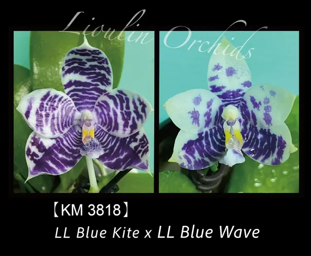 Phalaenopsis LL Blue Kite x LL Blue Owl