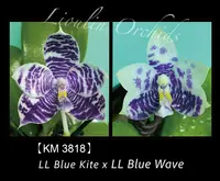 KM3818 Phalaenopsis (LL Blue Kite x LL Blue Wave) - Seed Grown