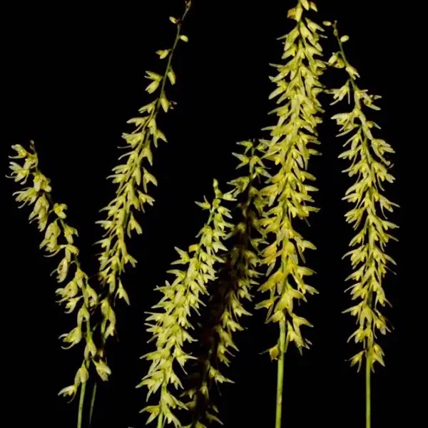 Bulbophyllum suavissimum sp (Bulbophyllum)
