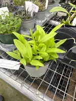 COMPOT — Angraecum eichlerianum